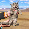 去西藏旅行時，在海拔5000米高原撿到這隻貓！獸醫看過後...給了驚喜的答案！！