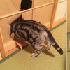 貓咪撞破紙門死不認錯，被主人責罵時還露出「龍心不悅」的臭跩臉：跟我沒關係！