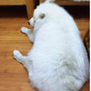 阿嬤養大的薩摩耶「胖成北極熊」，時不時還會翻冰箱檢查有沒有剩菜....網友神回超爆笑！