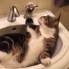 喵皇跑到洗手台上躺著，自己好奇的把水龍頭扳開...這下貓皇自己都懵懂了XD