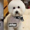嫌不夠可愛？南韓竟然興起「動物整形」...幫狗狗「割雙眼皮」還用前後對比當廣告！