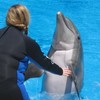 無良鯨豚機構把海豚送到沙漠，只為了讓遊客能夠和海豚一起游泳？！