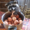 小浣熊想偷顆蛋蛋來吃，熟練伸出雙手結果...影片讓人看了都覺得「人生好難！」