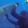 鯊魚朝潛水員游來，請求幫忙拔掉身上的鐵鉤...獲救之後圍繞潛水員道謝！！(影片)
