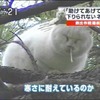 流浪貓在樹上冷到「流鼻涕」...為了把牠救下來，喵喵被「逮捕」的模樣真的太爆笑啦！