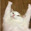 網友投稿將自家貓咪變成「貼圖」，從第一張開始就讓人笑到停不下來！