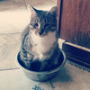 看不到的「盲貓」無法確認水碗的水，想出這個超可愛的方式跟爸爸說「沒水啦～！！」