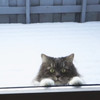 貓咪好像再說「下大雪超級冷，拜託讓我進去啦！」可是打開門一看⋯⋯卻不是那麼回事？