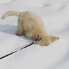 小金金腿太短，邊走邊不小心把頭塞進雪地裡的畫面....真的讓人瞬間笑噴融化！（圖+影片）