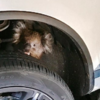無尾熊媽媽卡在車輪，駕駛開16公里「聞到焦味」才發現...懊悔救不了小寶寶！