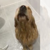貓和狗誰比較討厭洗澡？看看他們的表情...馬上心領神會！（影片）