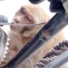 不偷食物偷汽油？印度猴拔檔車油管狂吸...不但沒中毒反而還沉迷上癮！！(影片)