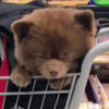 逛超市逛到一半...竟然有隻「熊寶寶」在推車上睡著了！?真面目把人都萌到噴鼻血啦！