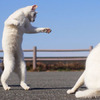 散步散一半，突然看到兩隻白貓打了起來，目睹整個打架過程....真的讓網友笑到不行！