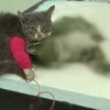 讓救護員淚流不止，孝順小貓咪不肯離開過世的「貓媽咪」，還找食物回來餵！