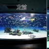 員工操作疏失，日本水族館「1235隻」魚缺氧死，前後對比照的反差感覺無比淒涼