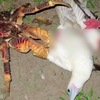 生物學家大吃一驚！椰子蟹改變習慣，開始吃肉狩獵，海鳥遭到恐怖折翅吞食