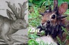 傳說的神聖動物「鹿角兔」加卡洛普是真實存在的，但長角原因其實一點都不神聖