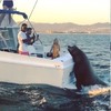 在海上開遊艇派對開到一半，一隻海獅默默爬上船尾討食...近距離餵食秀驚呼全場！！