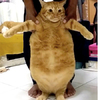 胖橘貓被逼著「打拳健身」，放棄掙扎眼神死...但下面的肥嫩肚肚性感晃動超誘人！