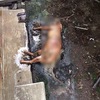 板橋網友花一年培養感情的浪貓，出國五天，再見到時已疑似被「凌虐」殺害！