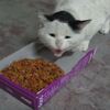 餓很久的貓貓看到食物「喵不停」，開始吃的時候還停不下來，讓人超心疼！