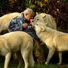 名符其實的「狼」人！這位大叔和狼群一起生活了40多年，現在甚至成為狼群的領袖！