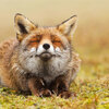 動物界的禪宗大師，最愛冥想的可愛狐狸帶你發現體會當下的美好！