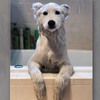 網友上傳薩摩耶洗完澡後的照片瞬間爆紅...這到底是狗還是北極熊！？