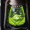 網友超有才！利用廢棄煤油燈打造超美魚缸，美到不可思議！