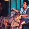 可憐紅毛猩猩被剔光毛，綁在妓院當性奴，直到動保成員與武裝警察將牠強制救出