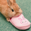 給兔寶一隻拖鞋，下一秒牠「高興到飛起來」的超可愛反應，網友：「我也要買拖鞋給我家兔寶！」