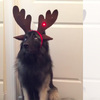 幫威武的狼犬戴上聖誕節頭飾後，閃閃發亮的樣子讓狼犬...笑死所有人啦ＸＤ（影片）