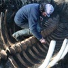 有這麼大隻嗎？學者近日在俄羅斯發現巨大的史詩級「巨型海中哺乳類」骨骸！