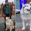 雪橇犬被指控「咬路人」卻判無罪？法官：「牠那麼肥不可能咬人啦！」