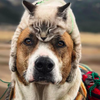 「就愛跟你登山露營~」這位貓狗出門旅行時時都在「放閃」，真的甜到最高點！