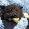 小蝙蝠因車禍被救援，康復後吃香蕉吃到臉頰超級鼓，所有網友都戀愛啦！（附影片）