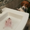 刺蝟在洗手台爽泡澡...模樣卻讓一旁的狗狗好友完全驚呆：「真的不是溺水...？」