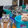 「誰敢惹我們貓氏企業！」這些貓咪超可愛的爆笑照片...每張都讓人完全笑翻啦！