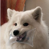狗狗偷了網購包裹裡的「防擠壓袋」後超得意...馬麻都不忍跟他說那不能吃啊ＸＤ（影片）