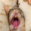 花栗鼠打哈欠超想睡覺，包在棉被裡嘴巴張超大的樣子...超想把手伸進他的嘴巴裡呀！！（影片）