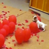 大開眼界！這隻狗狗挑戰一分鐘咬破上百顆氣球，結果讓所有人都驚呆了！