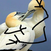 網友替這些鳥寶畫上「雙手」，想不到情緒變得超豐富...才看沒幾張嘴角已大失守！