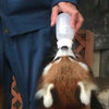 奶瓶才拿出來，紅熊貓飛上去黏住奶瓶...網友：「照顧員真的臂力驚人~有時候還要一次抬兩隻！」