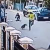 住在社區的狗狗看見鄰居被歹徒行搶，奮不顧身的衝上前..英勇地把歹徒給擊退！