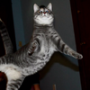 「邊飛舞眼睛還是能水汪汪～」這些貓咪「跳躍一瞬間」的照片...有的根本可當舞蹈大師！