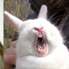原來兔子打呵欠會一秒變超醜！這些兔子打呵欠的爆笑照片...網友「這跟原本是同一隻嗎！？」