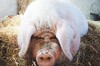 世界上最幸福的豬：體重1噸被叫做「豬王」，數次死裡逃生死後被厚葬，還拍了一部牠的紀錄片