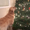 才剛佈置好聖誕樹，金金一臉不相信把拔馬麻的美感...「我先吃吃看～」（影片）