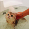 原以為幫貓貓洗澡會像大戰一樣，看了他們家後...才知原來幫貓洗澡也可以這麼溫馨(? （影片）